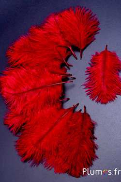 Struisvogel Bellies -8-13 cm - donkerrood